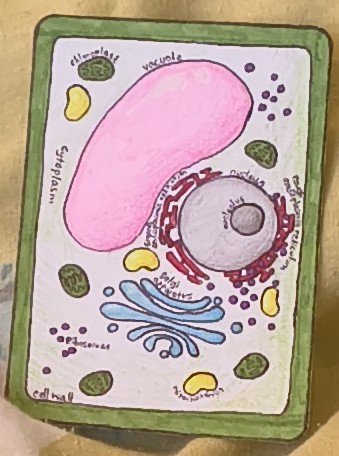 Plant cell