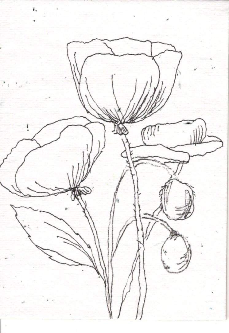 Poppies Black line drawing