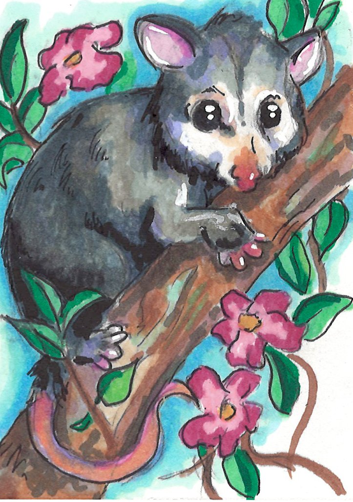 Possum