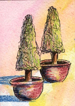 Potted Trees