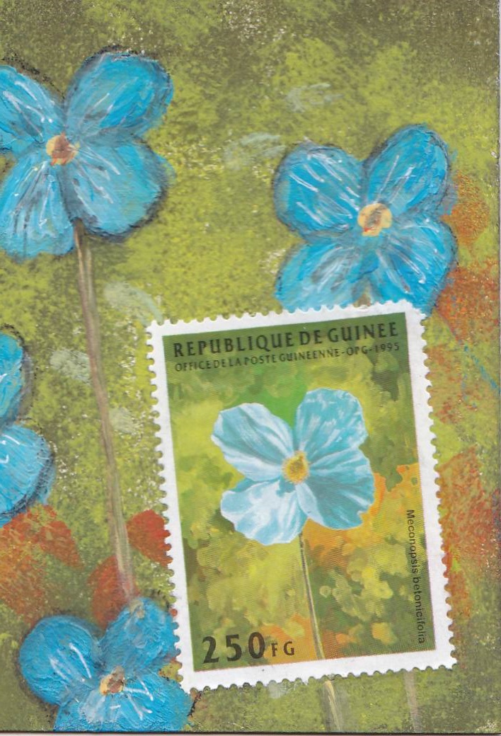 PS ATHON 1 blue poppy