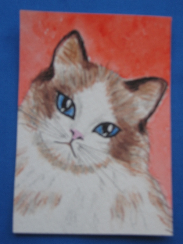 "Ragdoll Cat" for May PAT