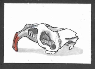 Rodent skull