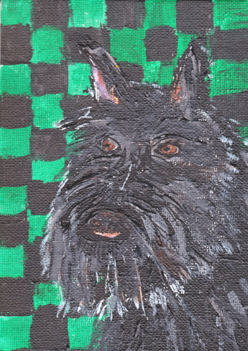 Scottish Terrier dog