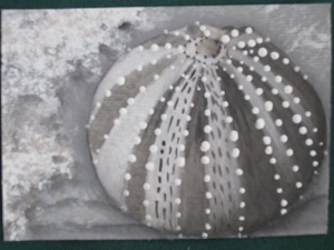 Sea Urchin in B/W