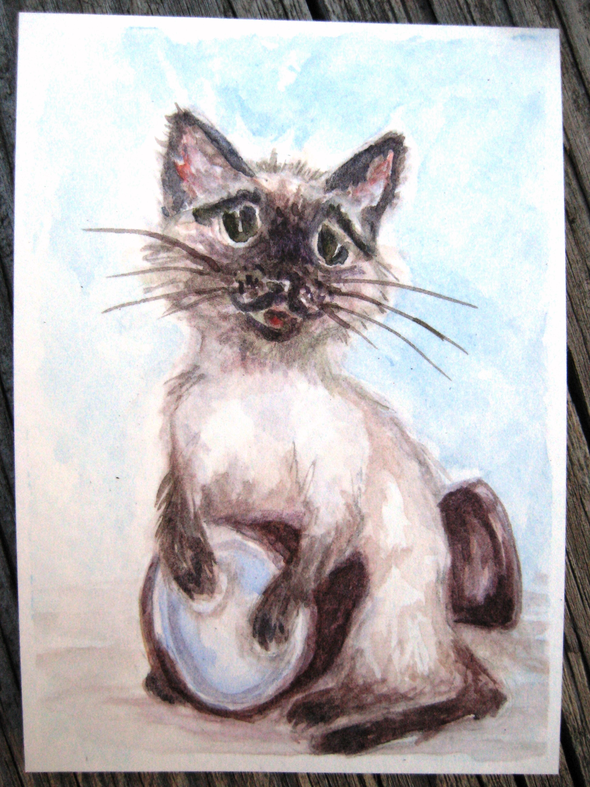 Shahzaadee's Cat Drummer