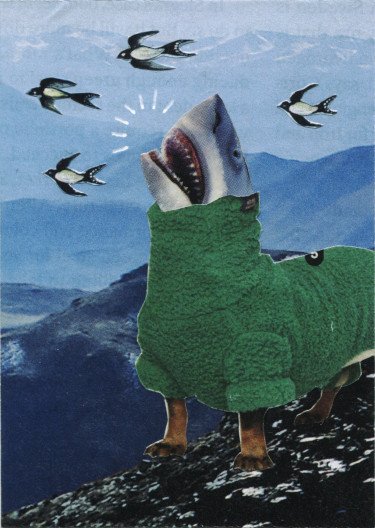 Shark-bark