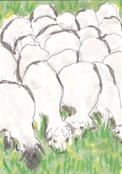 Sheepily Sheep  Dec16 PAT