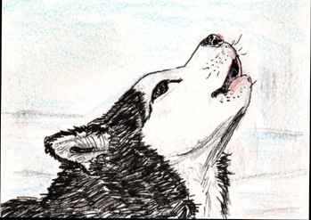 Siberian Husky Dog