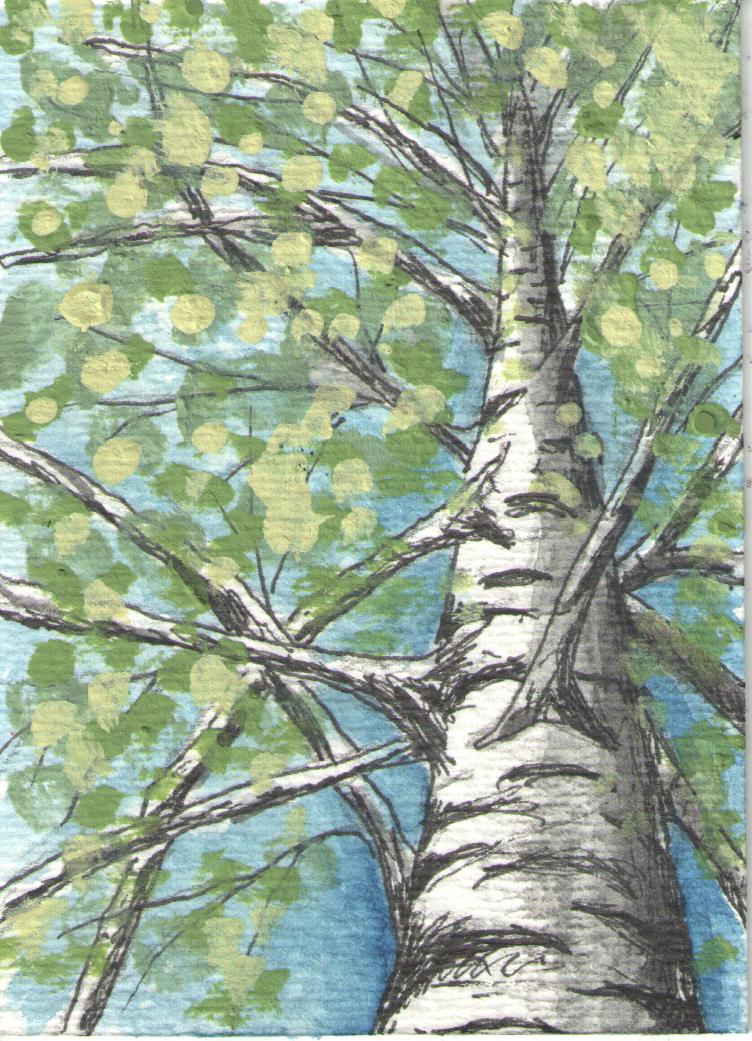 Silver Birch