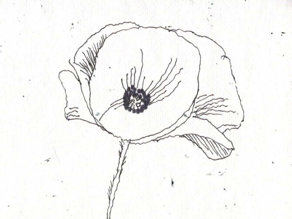 Single Poppy black line drawing