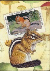 Solstice ATART - Squirrel