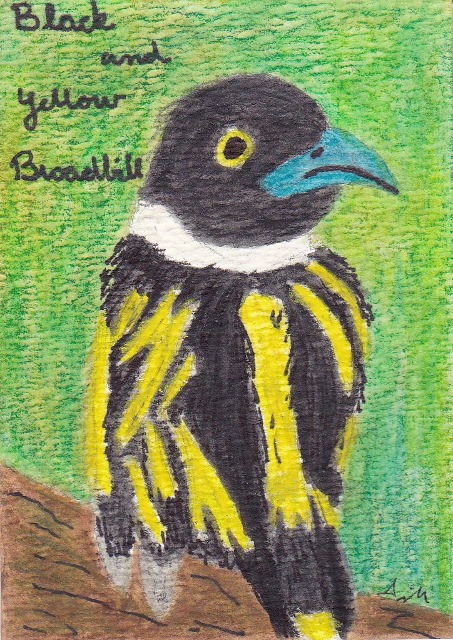 Songbirds - Broadbills - Cards for Swap
