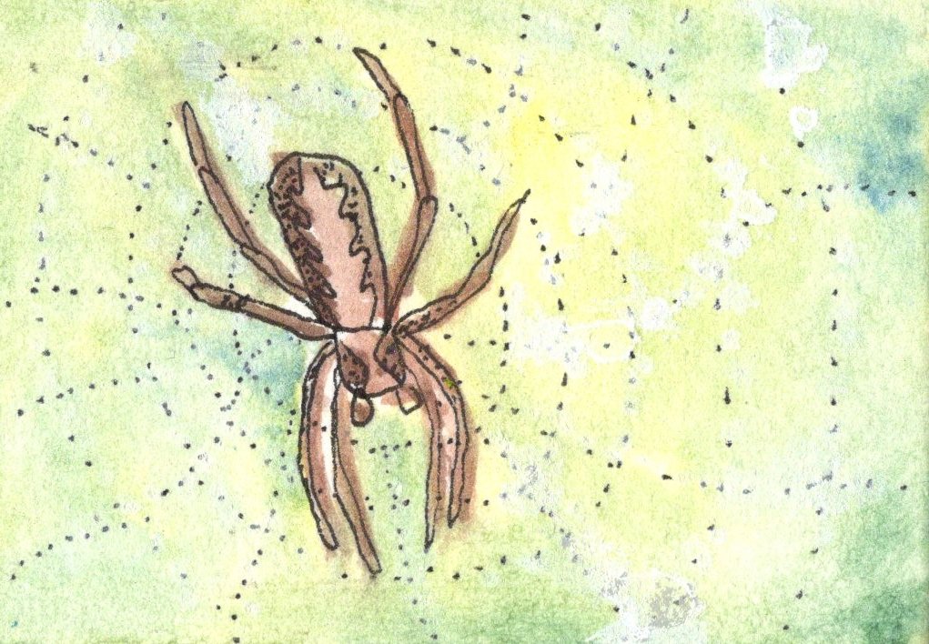 Spider on Web