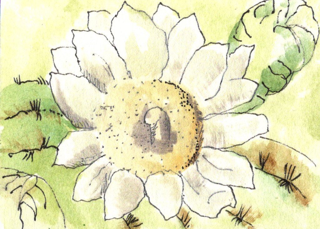 SSAthon 1 Saguaro Blossom 1