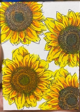 Sunny.jpeg