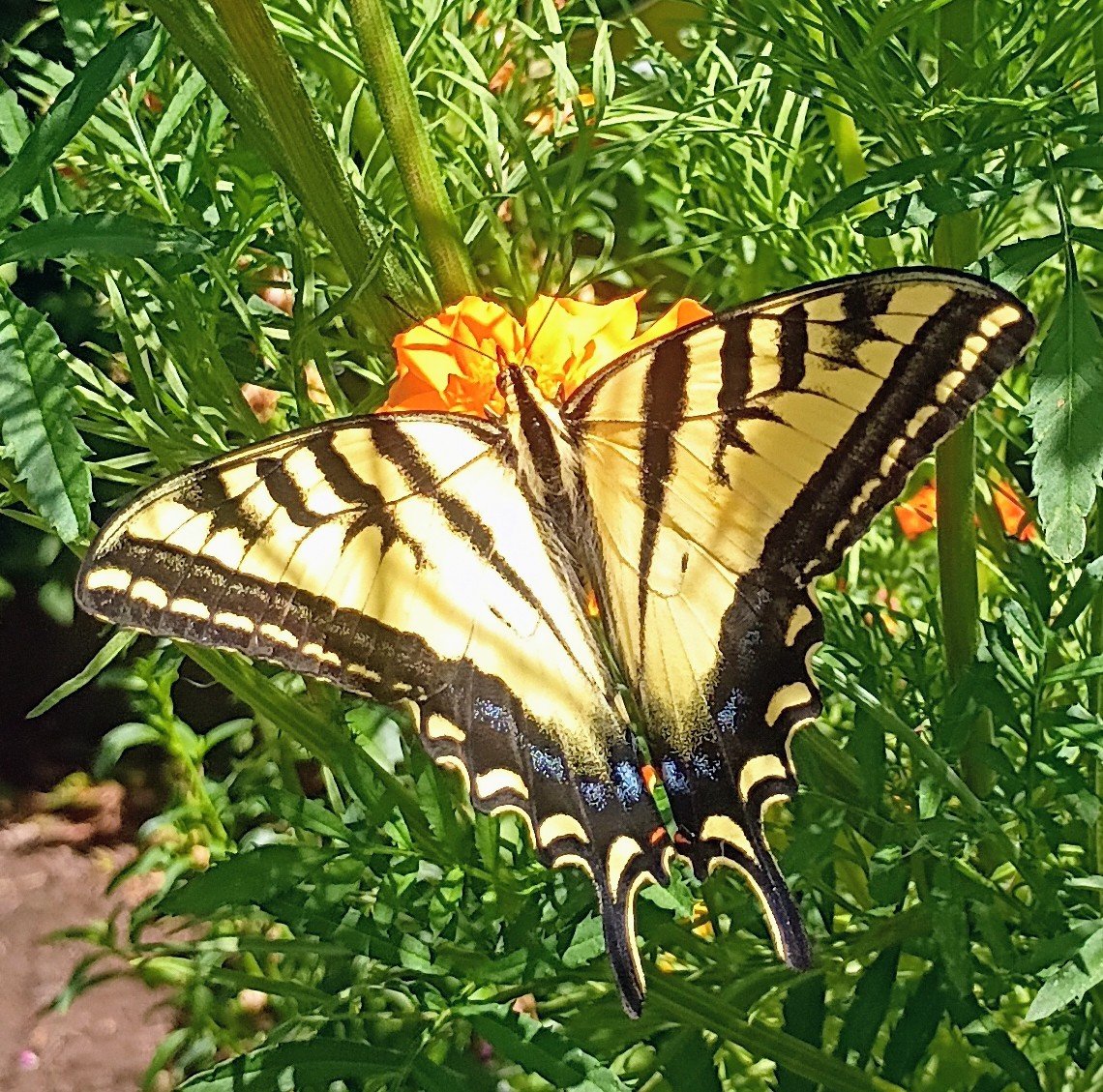 Swallowtail
