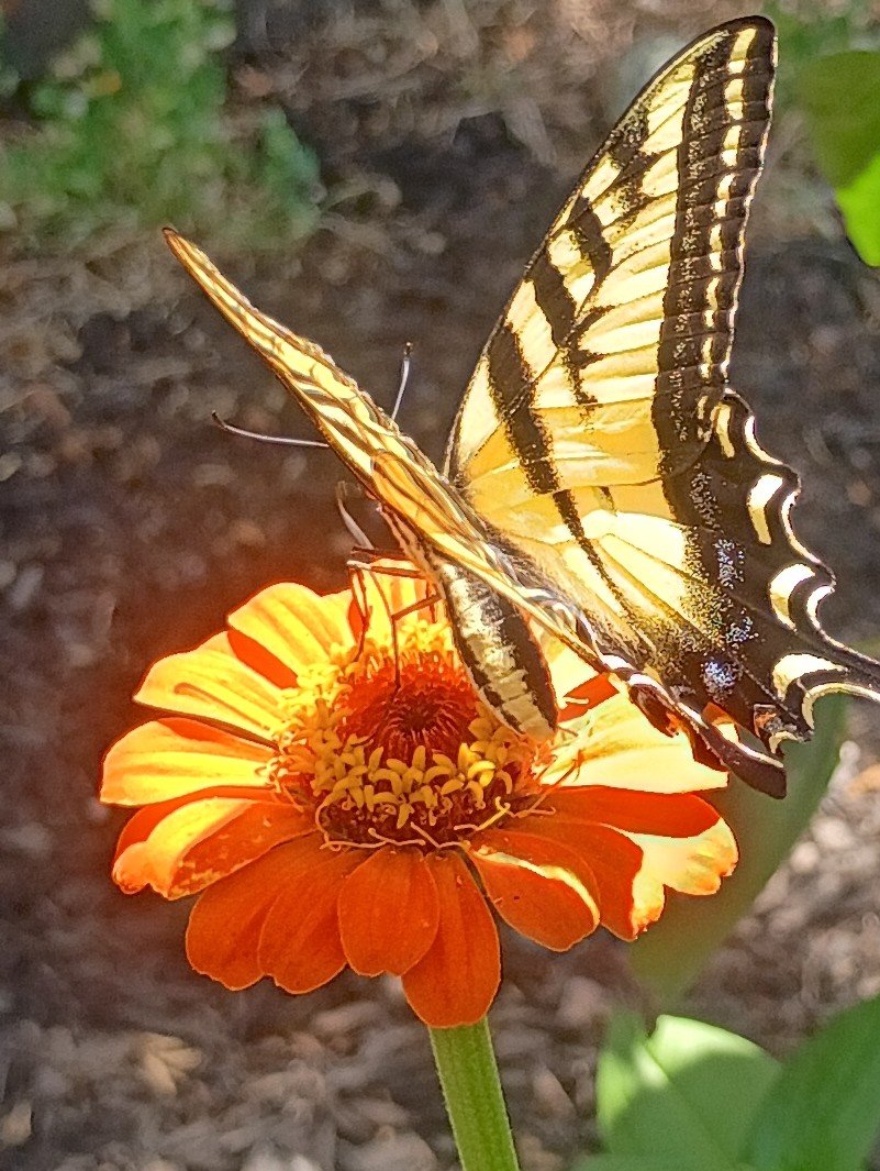 Swallowtail