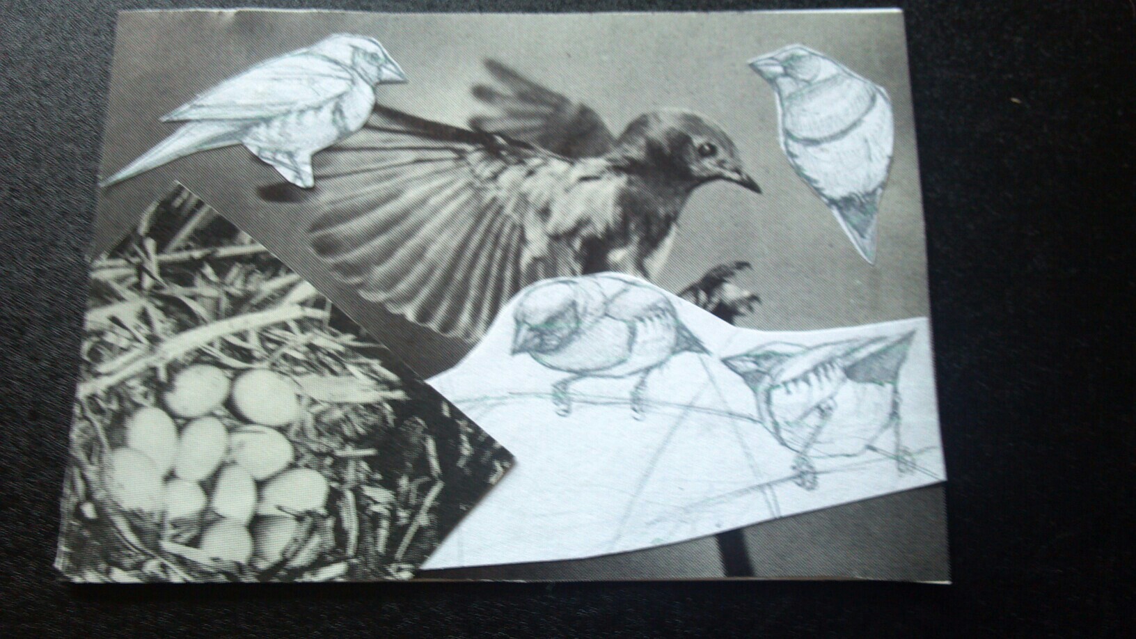 The Birds