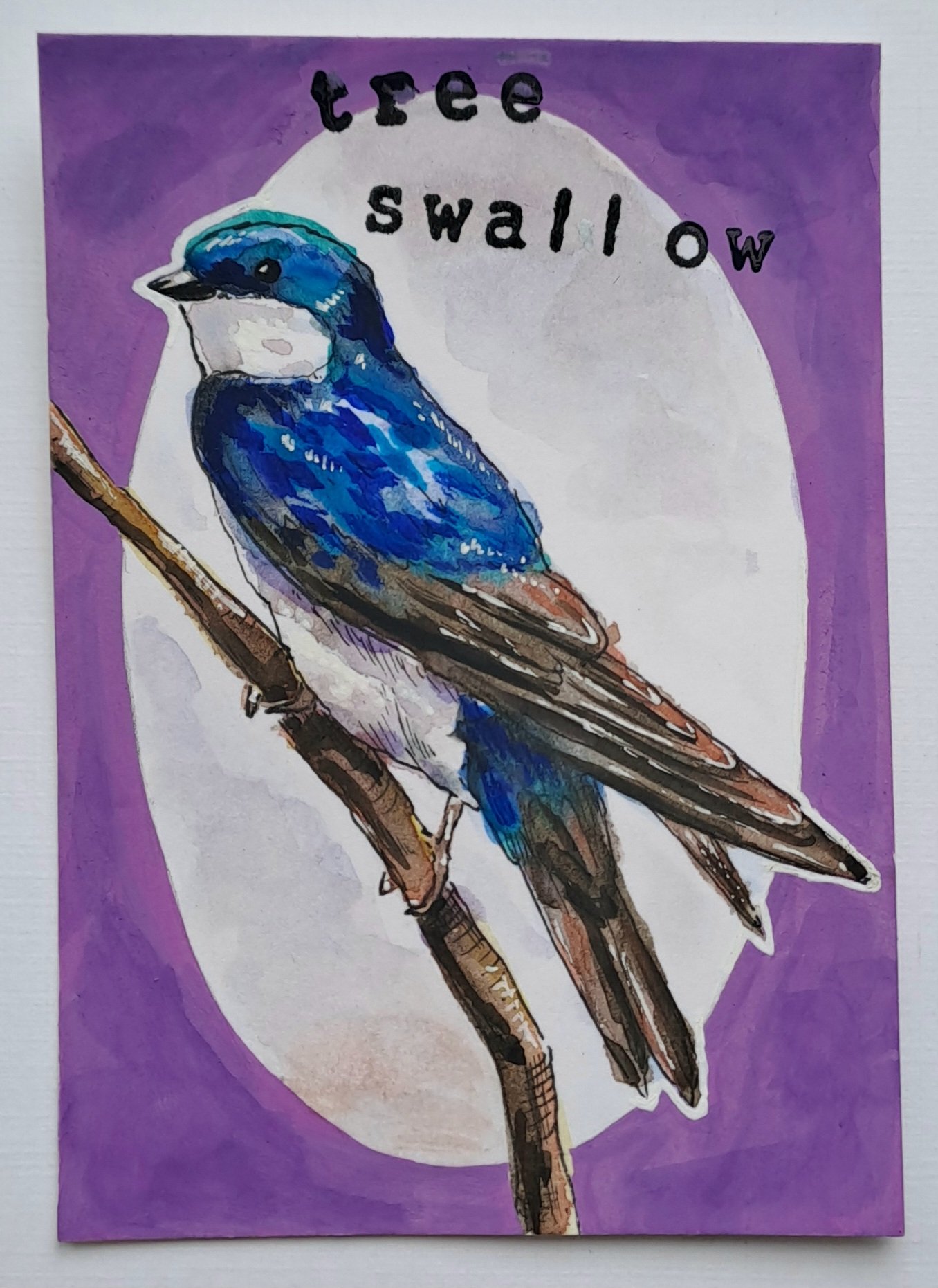 Tree swallow