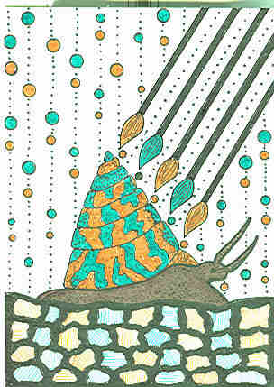 Turban Snail