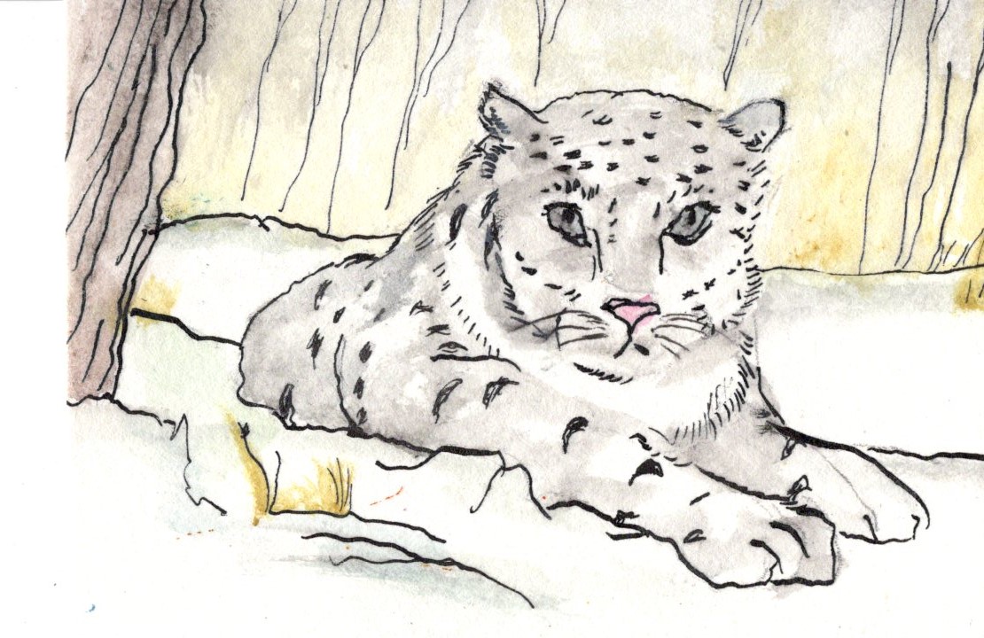 Visit My Zoo - Leopards and Panthers: Snow Leopard