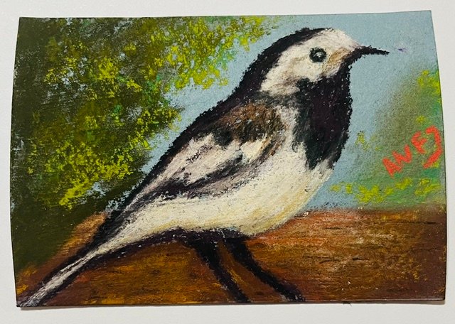 White Wagtail.jpeg