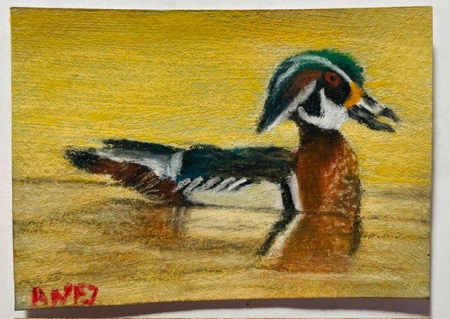 Wood Duck.jpeg