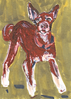 Working Australian Kelpie dog "Dare"