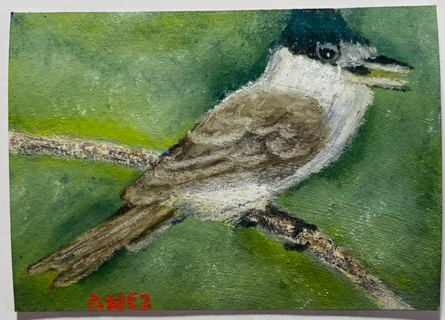 Xenopsaris Albinucha.jpeg