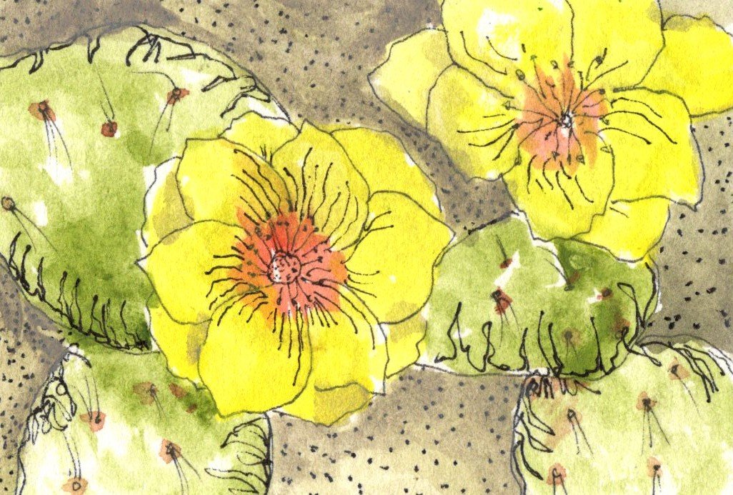 Yellow Prickly Pear Blossom
